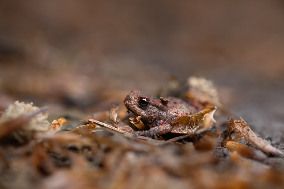Frozen wood frog beneath ice on forest floor