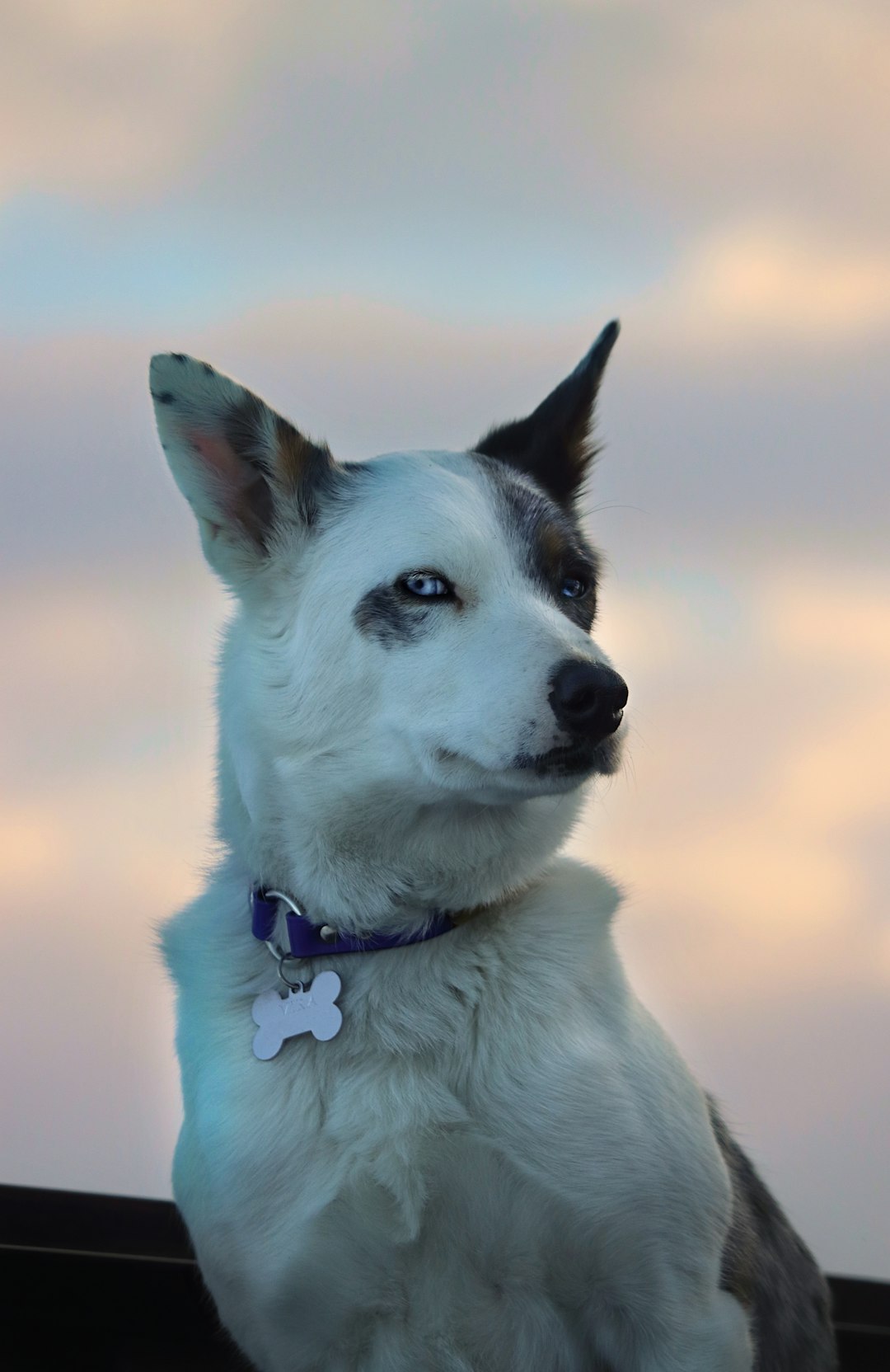 husky dog howling on porch at twilight, vertical shot