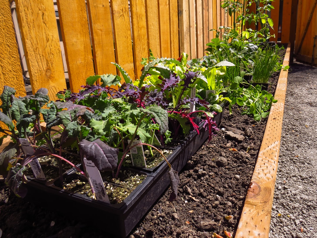 Two cedar raised beds with mixed vegetables in a small backyard patio.