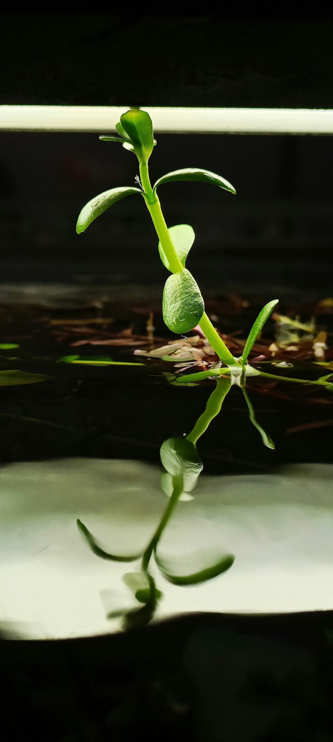 地上と地下に分かれた植物の茎と根の縦長イメージ