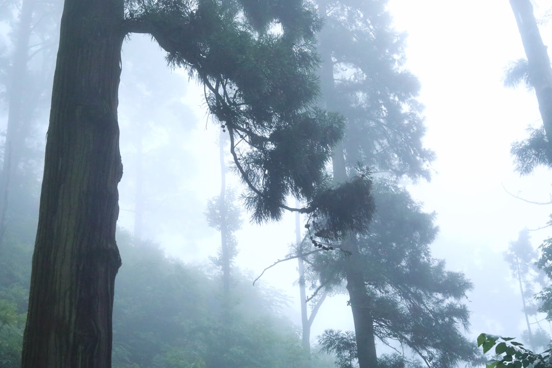 夜明けの山道、霧に包まれた森