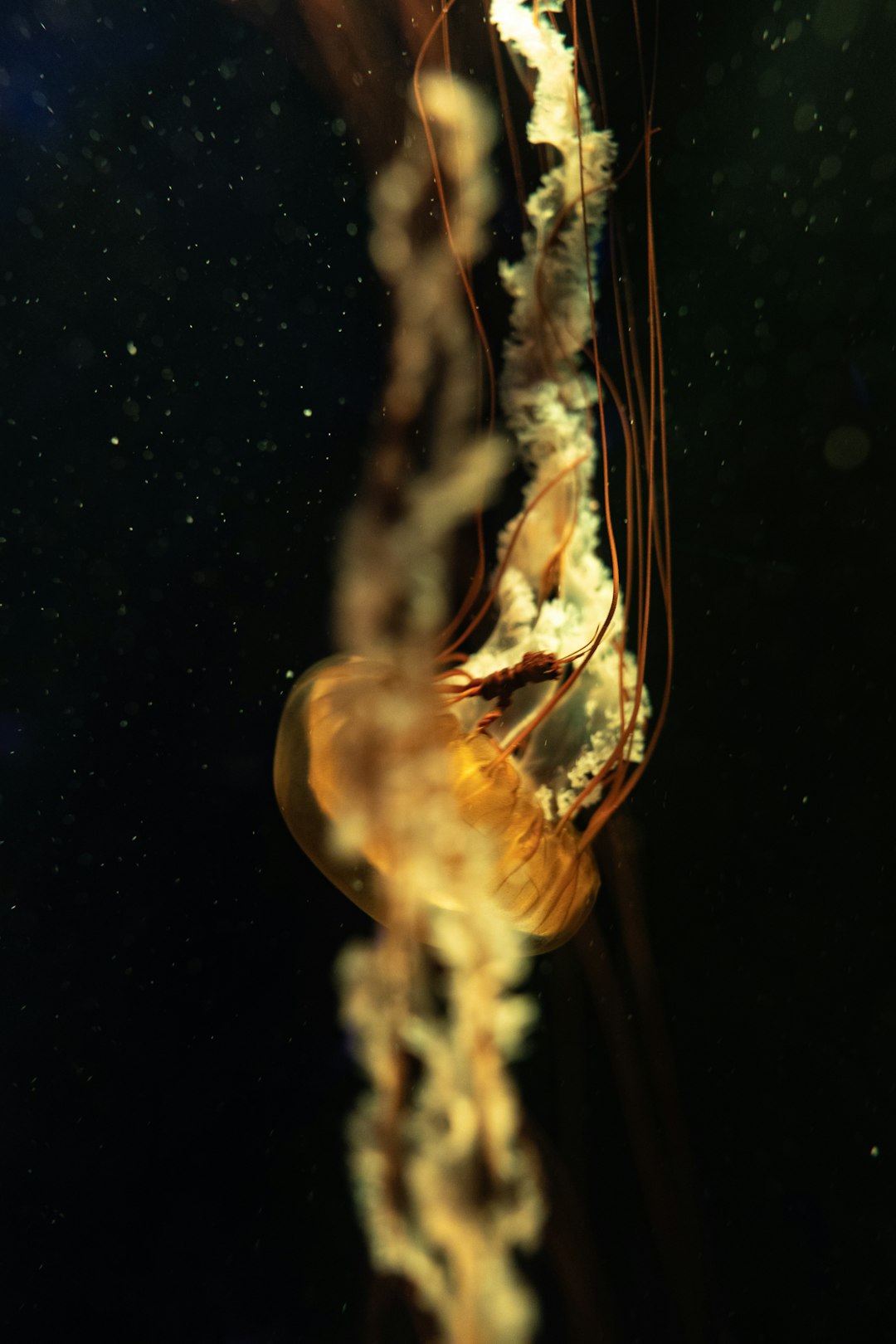 Sifonóforo bioluminiscente en el océano profundo oscuro