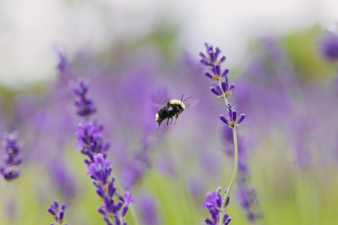 Hummel schwebt über Lavendelfeld im Sonnenlicht
