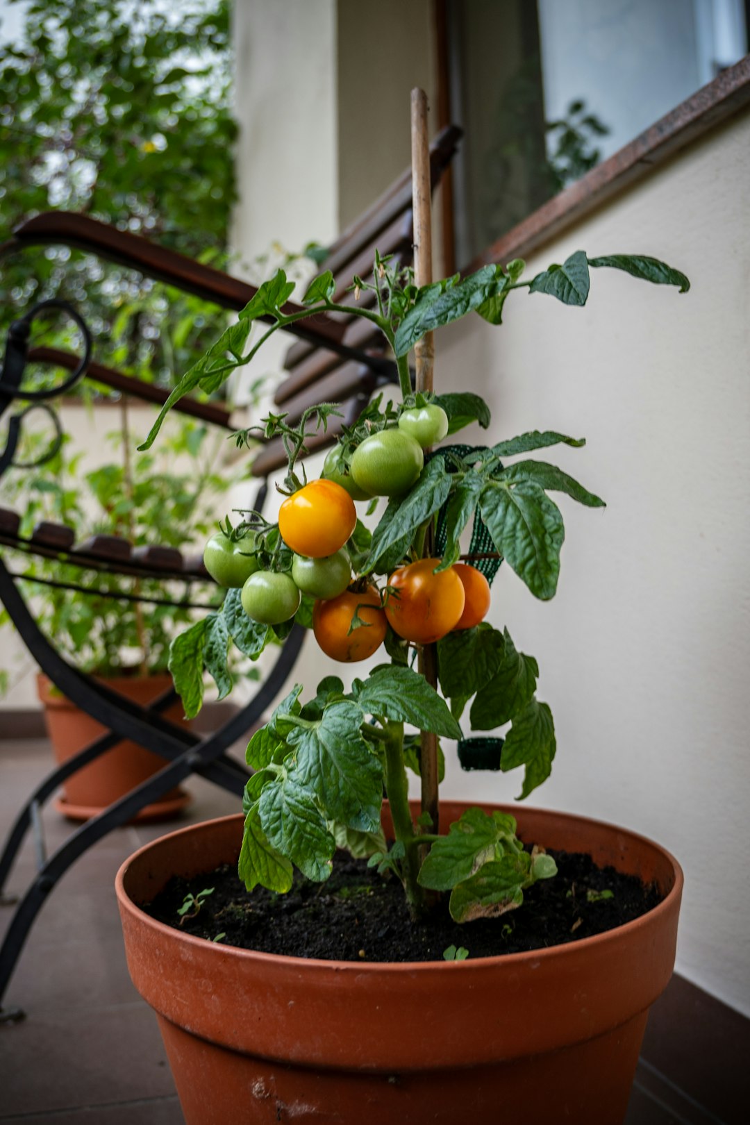Cherry tomato plants in terracotta pots on a sunny urban balcony