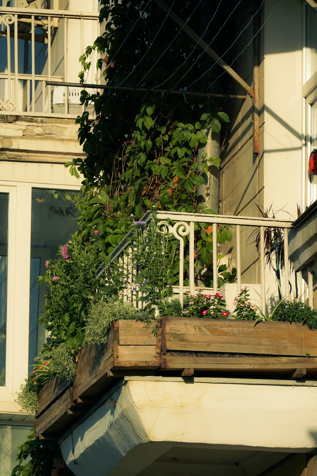 Freshly harvested cherry tomatoes on a wooden tray on a sunny balcony