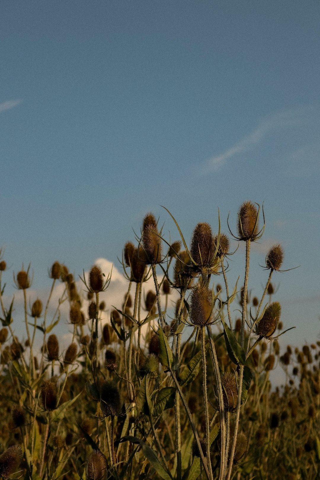 Hummel schwebt vor Wildblumenwiese im Abendlicht