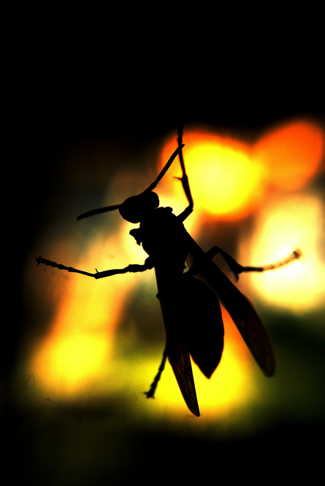 Silhueta detalhada de mosquito em fundo gradiente roxo e âmbar