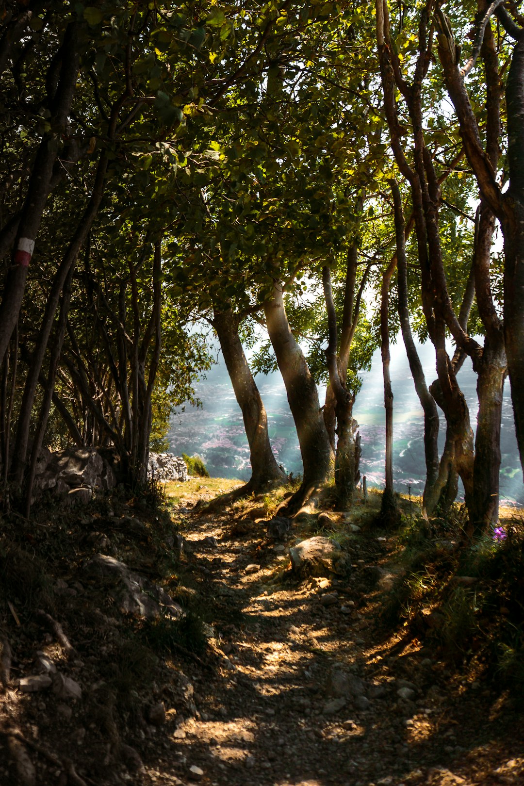 Waldweg im Morgenlicht, ruhig und offen