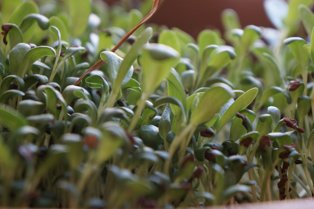Dense sunflower microgreens in a black tray on a kitchen counter.