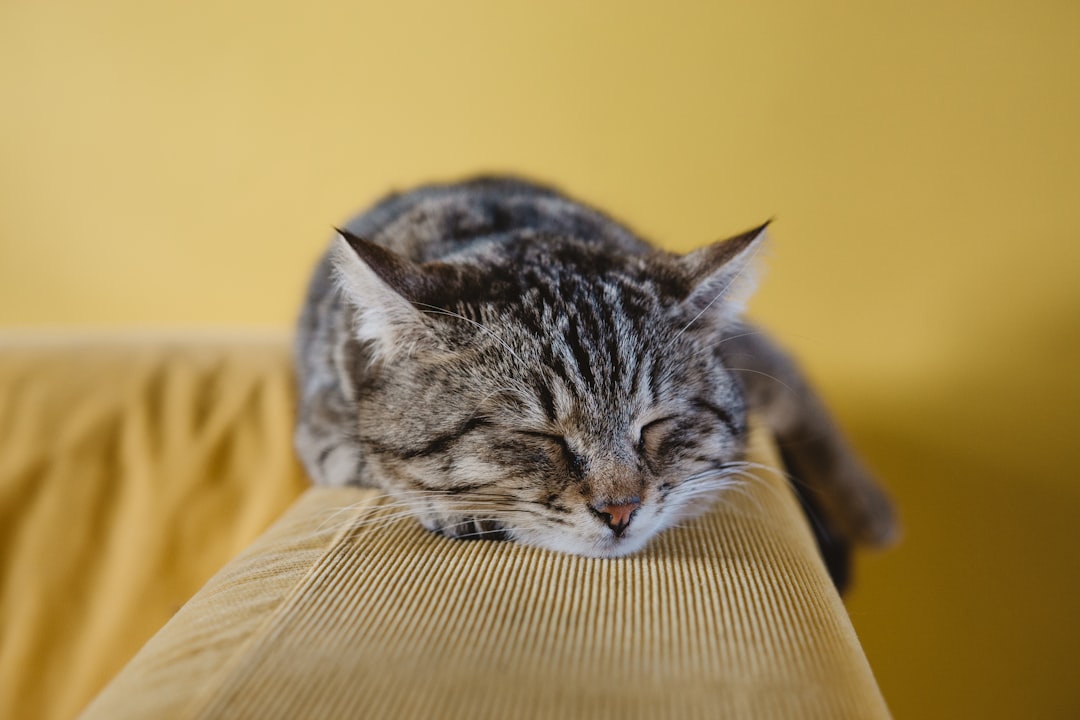 tabby cat sleeping curled up on grey couch in sunlight