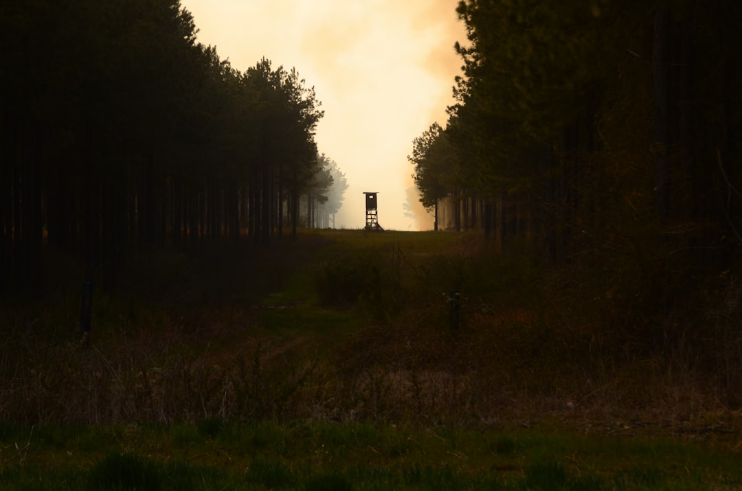 Silhouette humaine debout face à une forêt ancestrale au crépuscule
