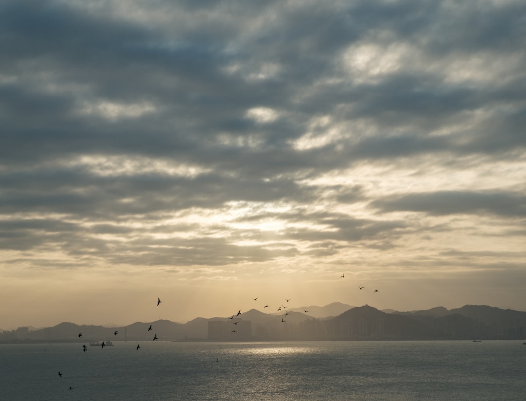 渡り鳥の大群が夕暮れの空を飛ぶ風景