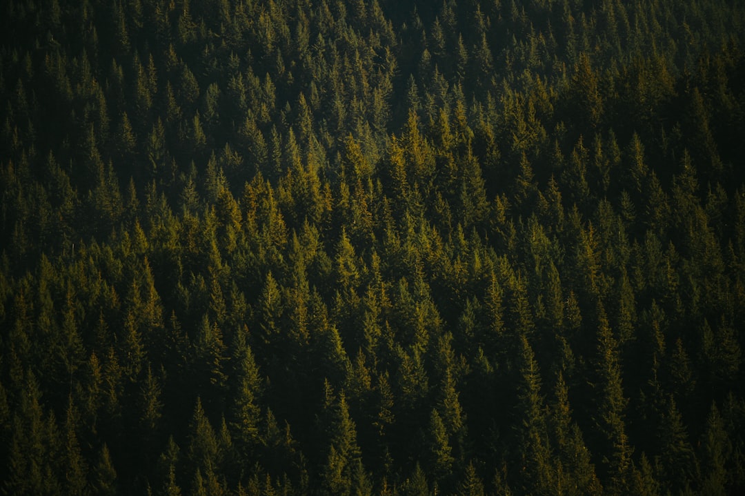 Ancient forest floor at dawn with mist between trees
