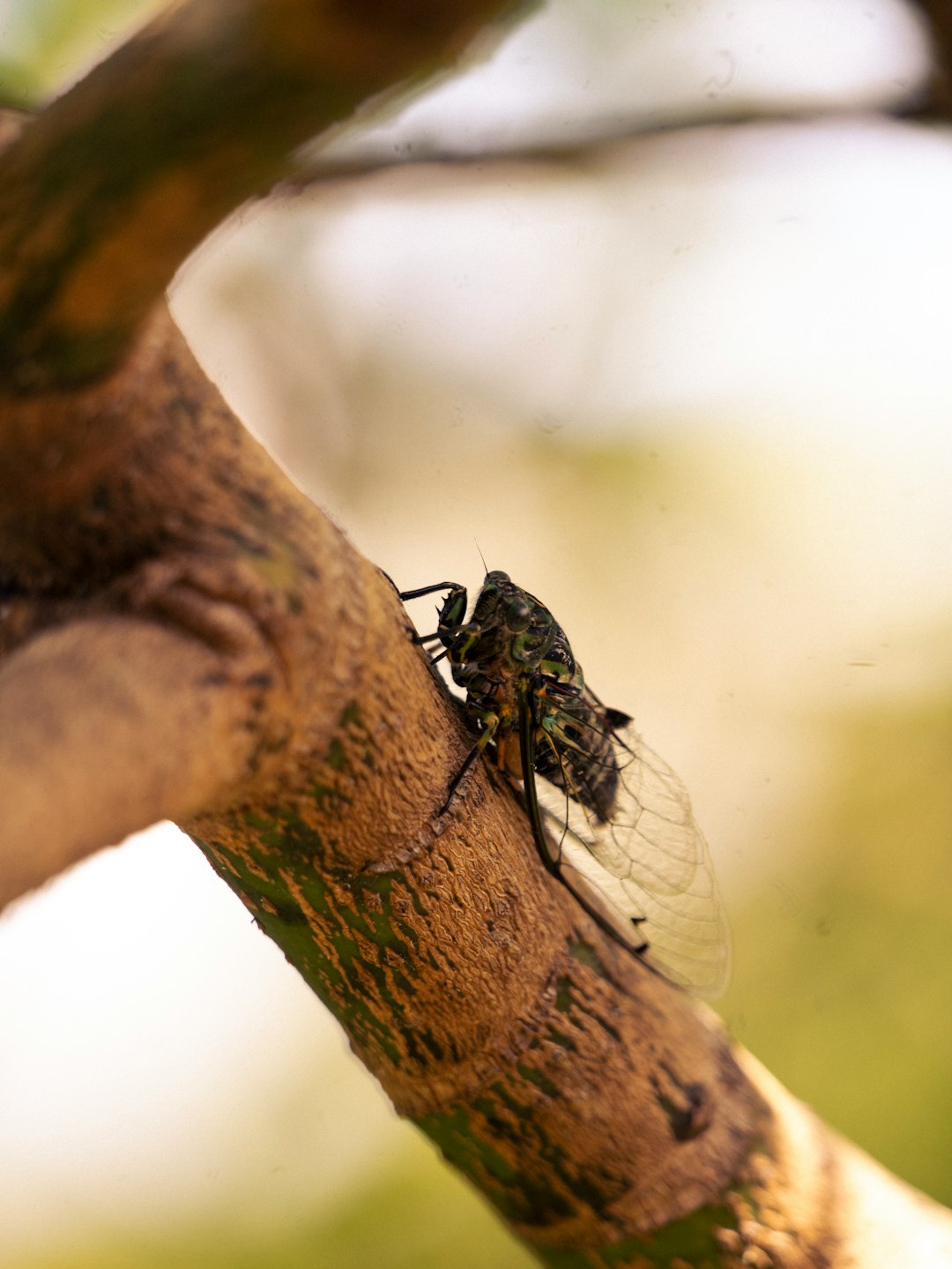Single cicada on mossy branch at dusk