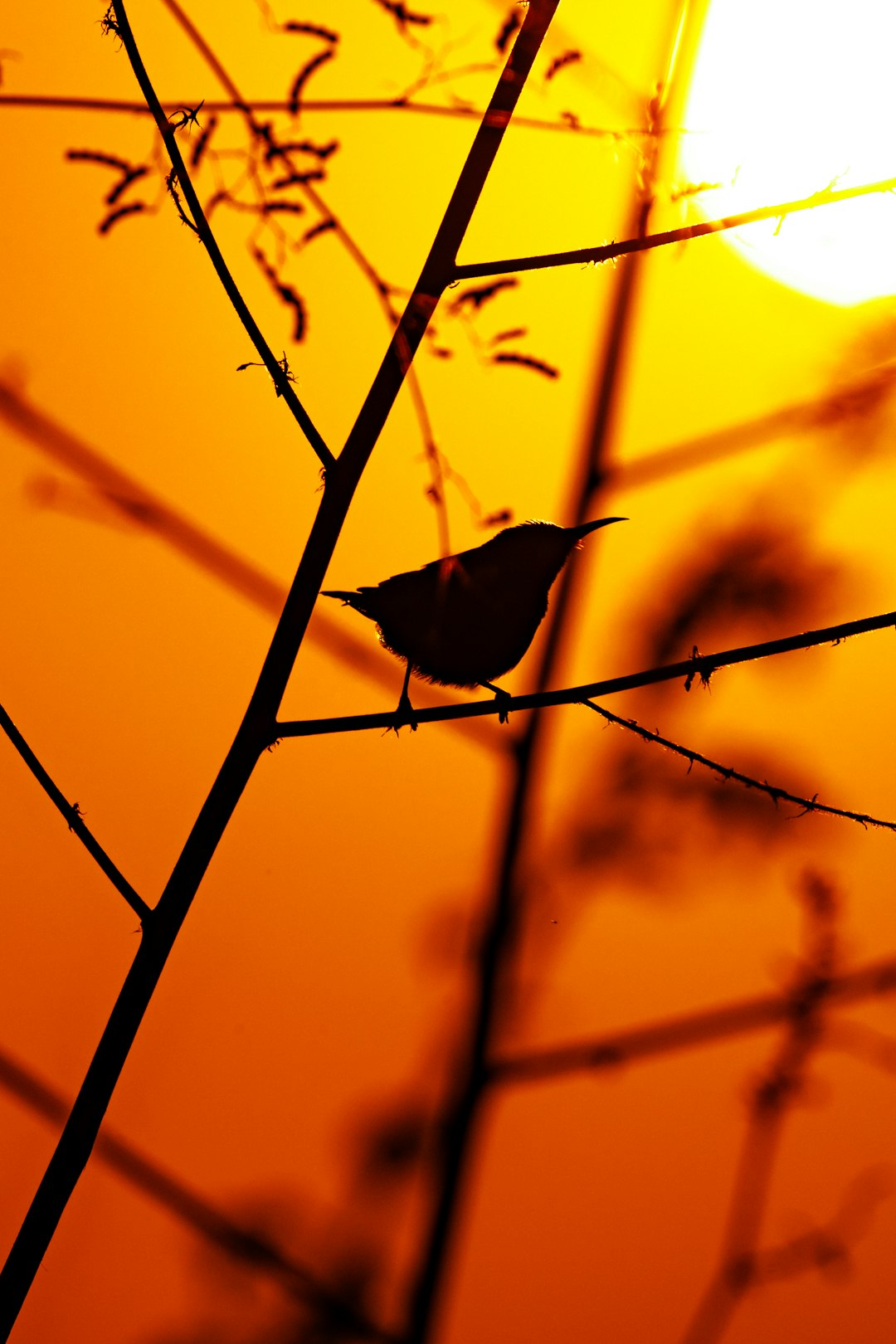 夕暮れの枝に止まる渡り鳥のシルエット縦長写真