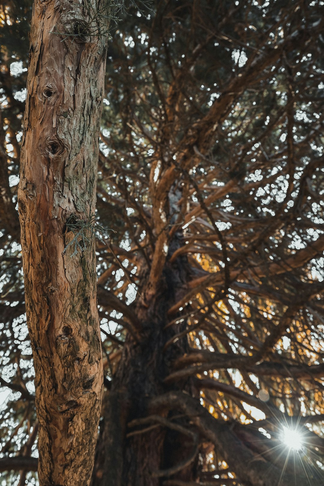Ancient tree at dusk with dramatic upward perspective
