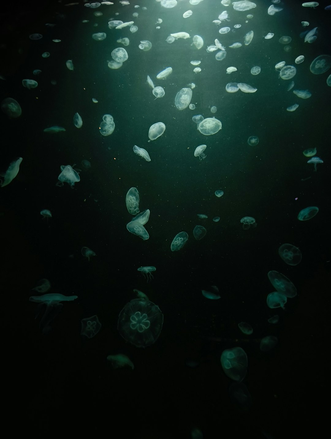 Deep ocean floor with bioluminescent creatures in darkness