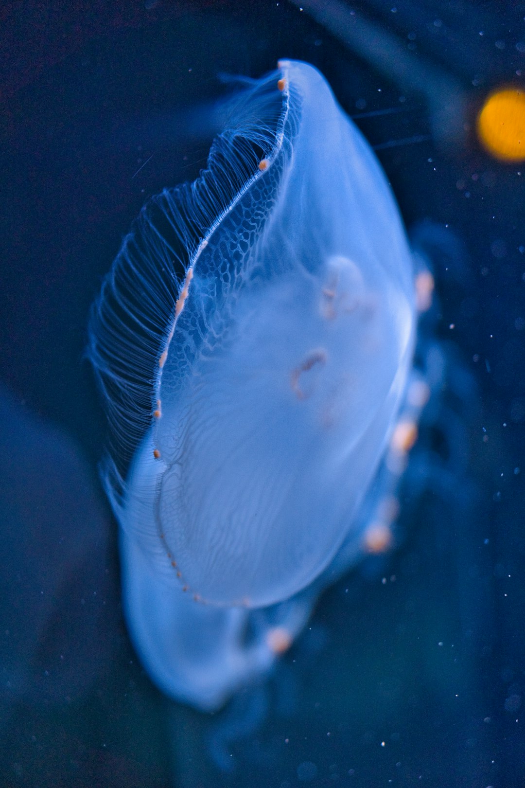 Translucent deep sea jellyfish glowing in darkness