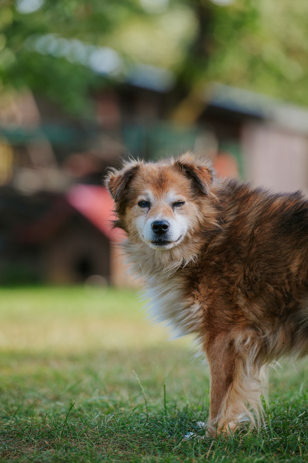 dog sniffing ground in backyard while owner watches