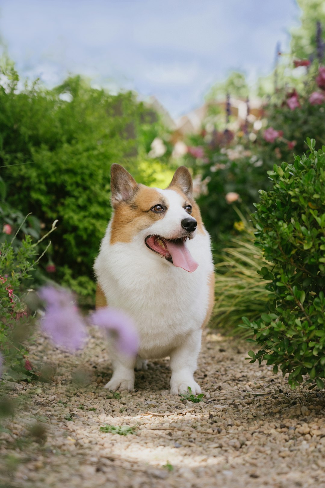 dog sitting obediently beside owner in green garden