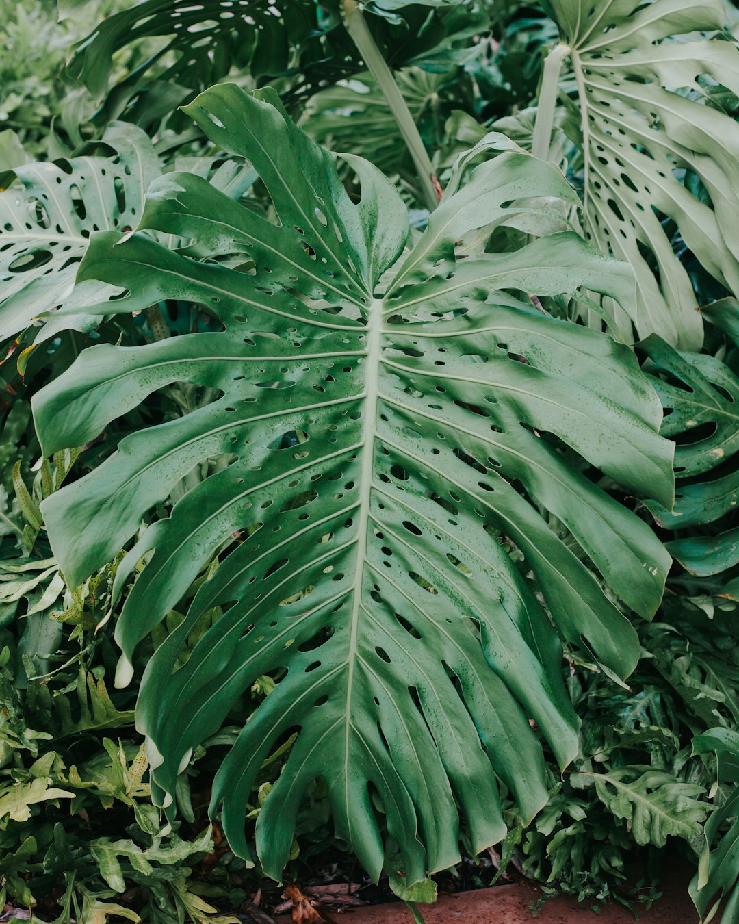 Large monstera deliciosa with fenestrated leaves in terracotta pot near window