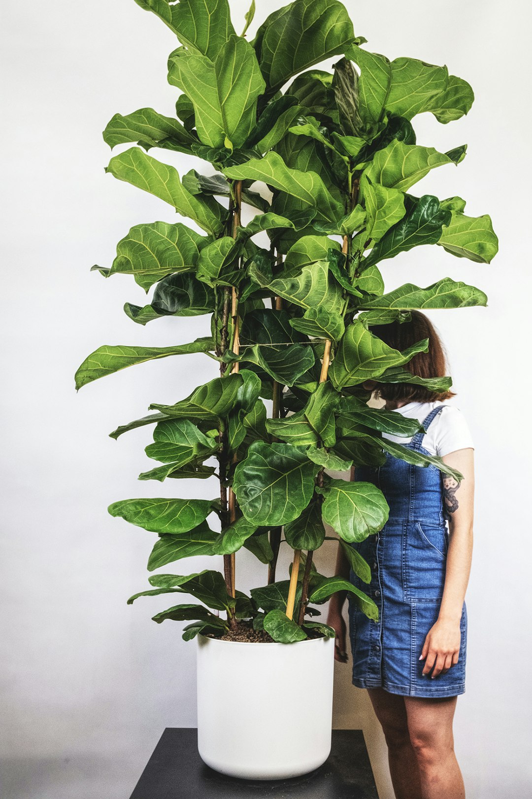 Healthy fiddle leaf fig in white ceramic pot by a bright window