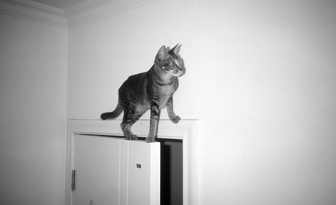 tabby cat pawing under closed bathroom door
