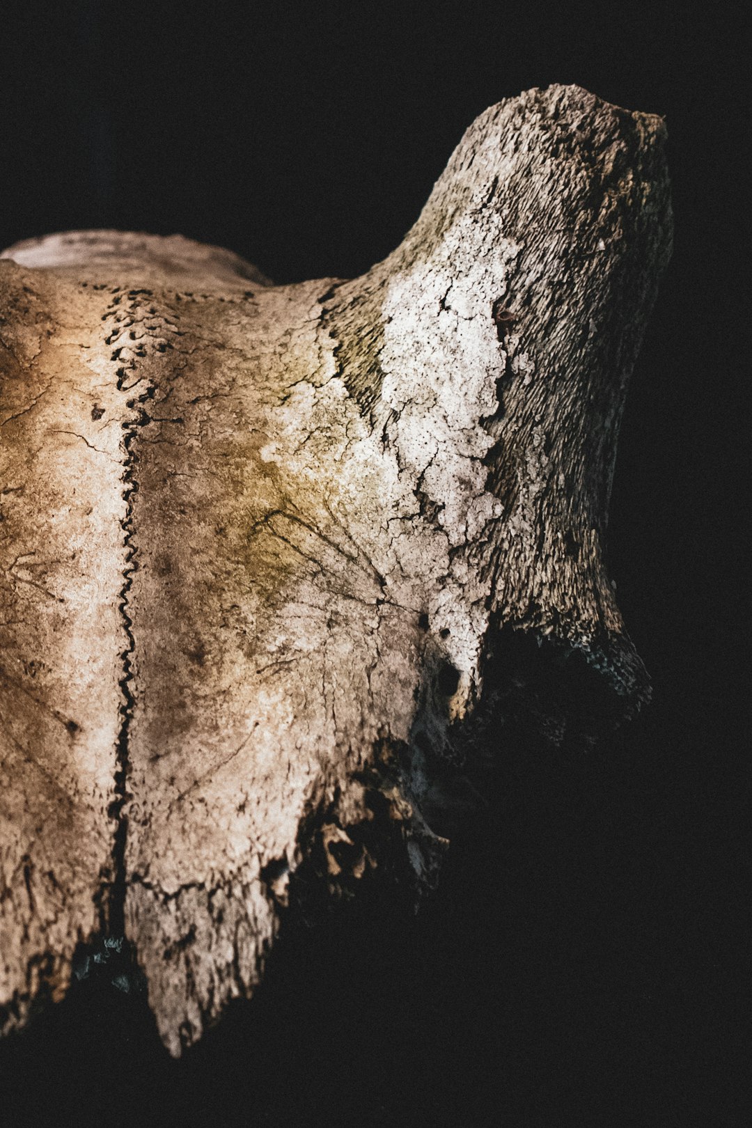 Vértebra fósil de dinosaurio en exposición de museo