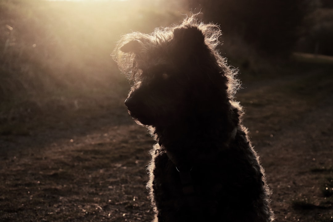 fluffy mixed-breed dog tilting head on porch at golden hour