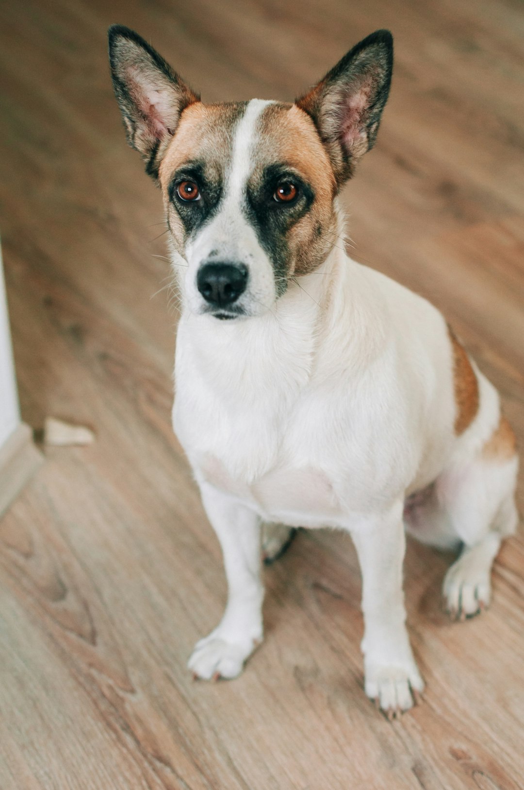 brown and white dog tilting head curiously indoors
