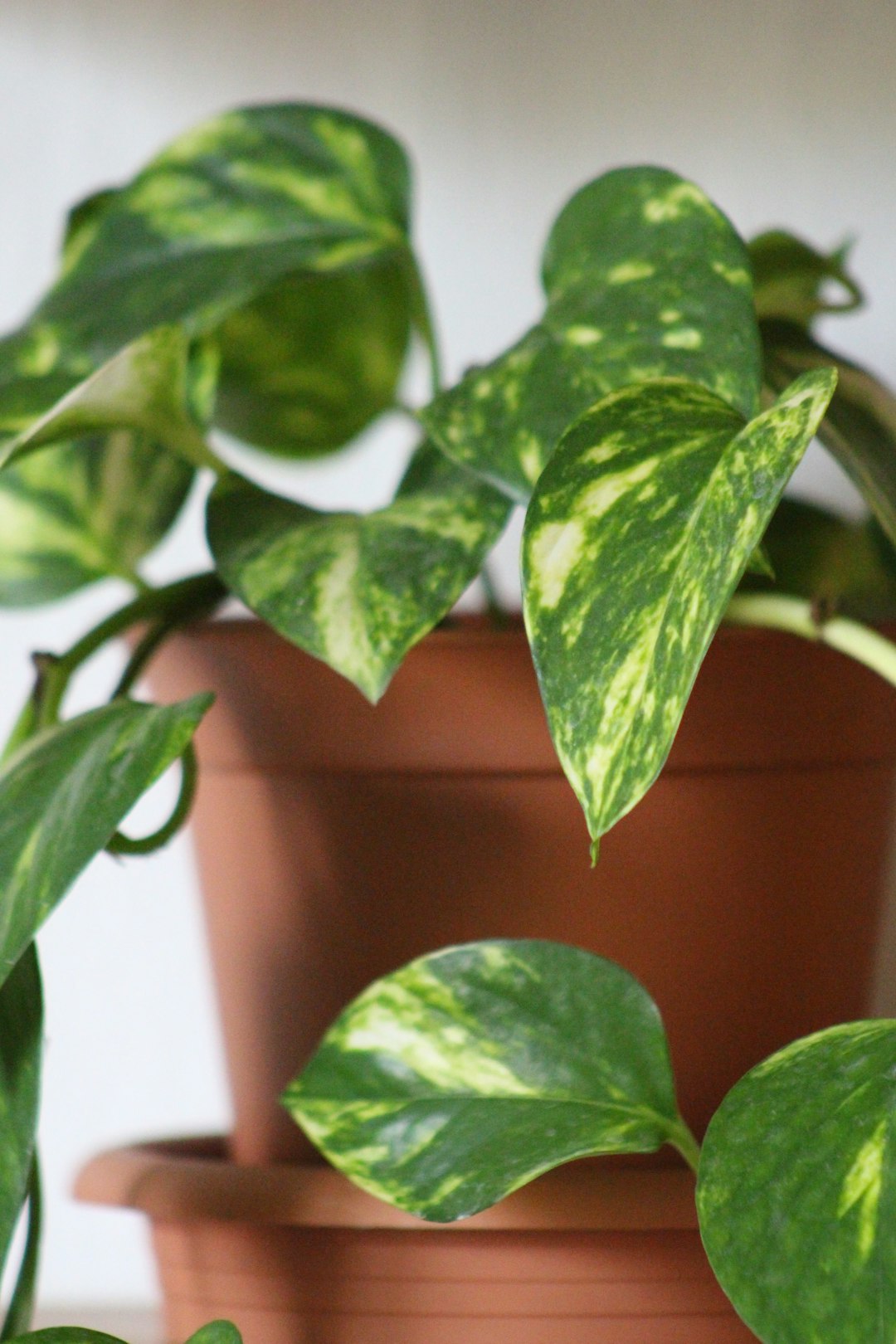 Golden pothos trailing from terracotta pot in soft morning window light