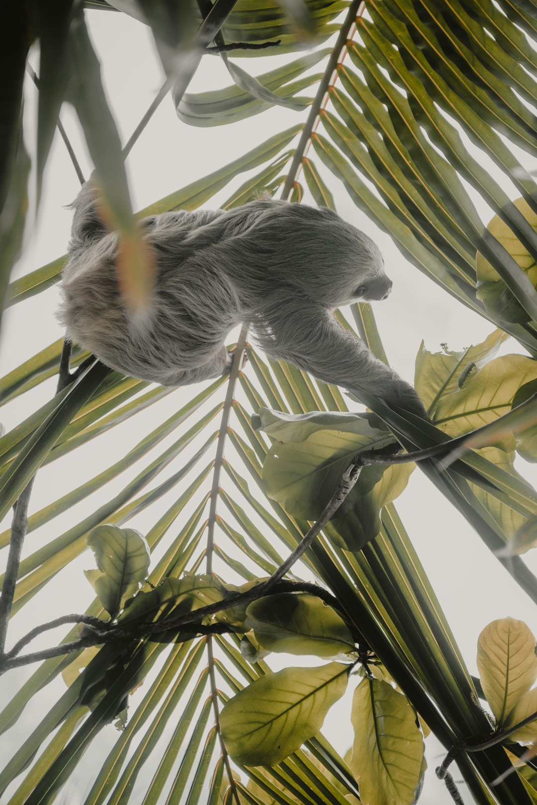 Three-toed sloth hanging from rain forest branch
