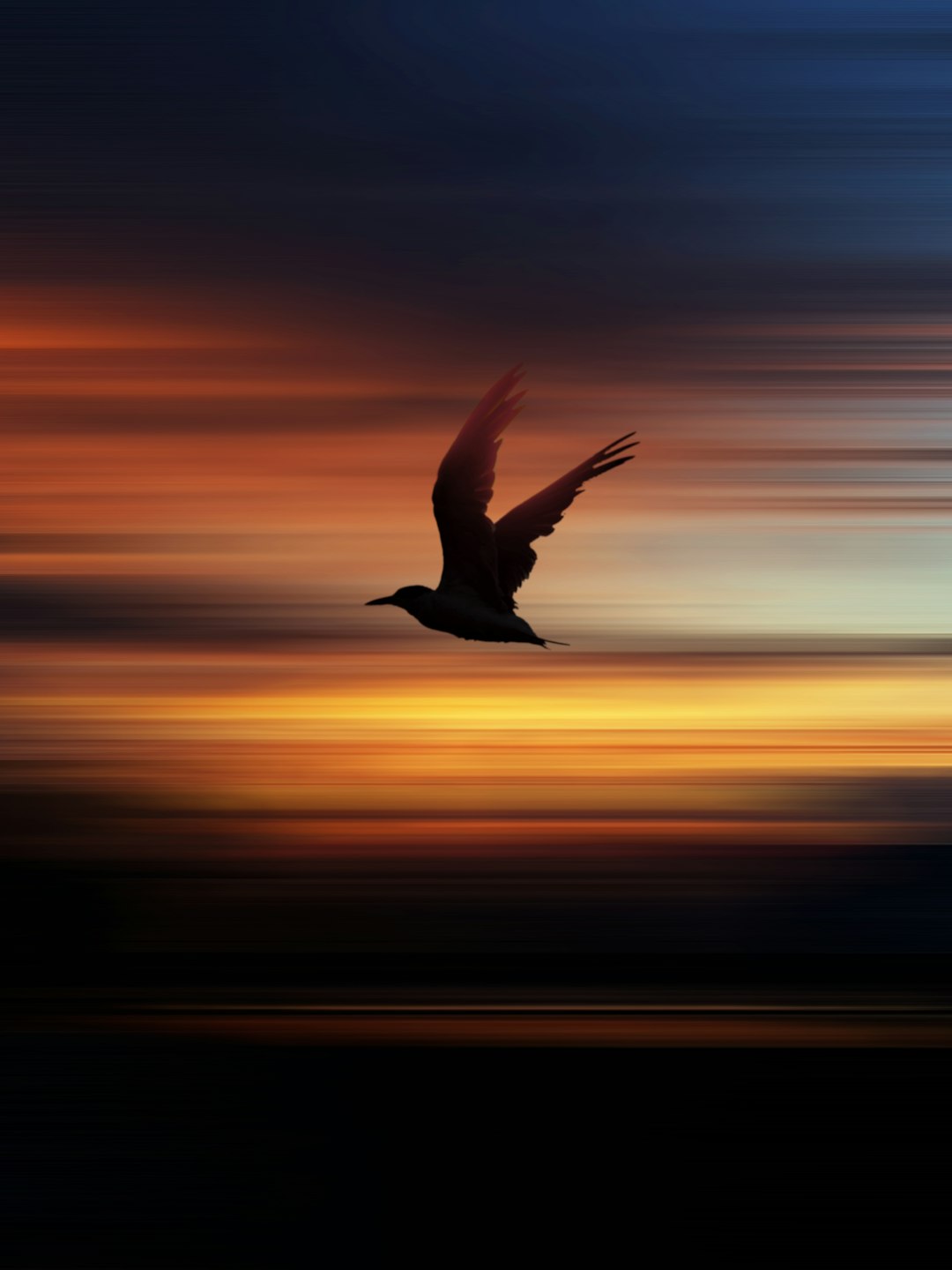Homing pigeon silhouette flying against sunset sky