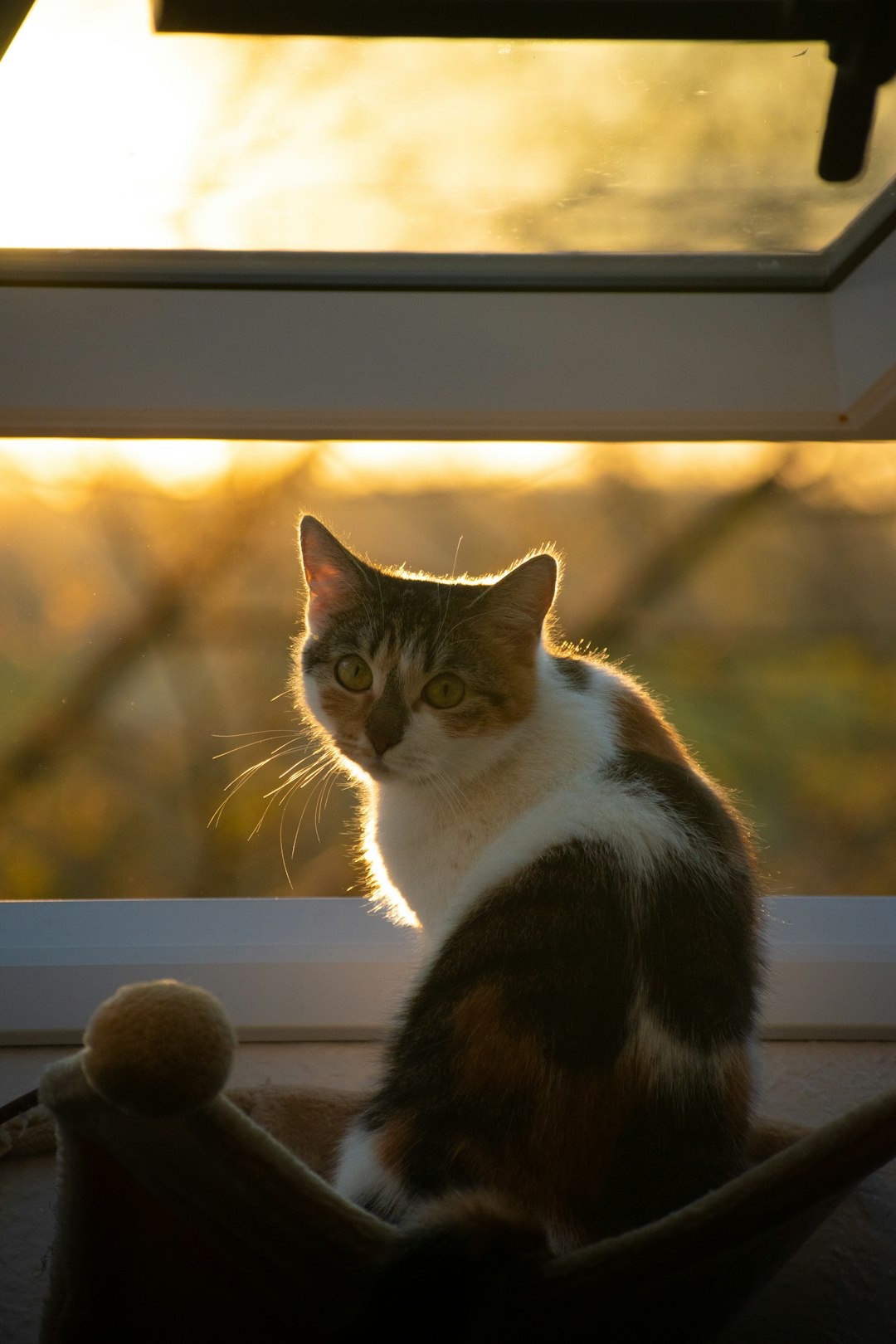 cat silhouetted on windowsill watching birds at feeder in golden light