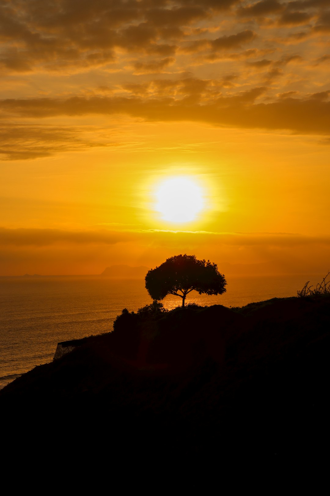 Lone olive tree in drought-scorched Mediterranean landscape