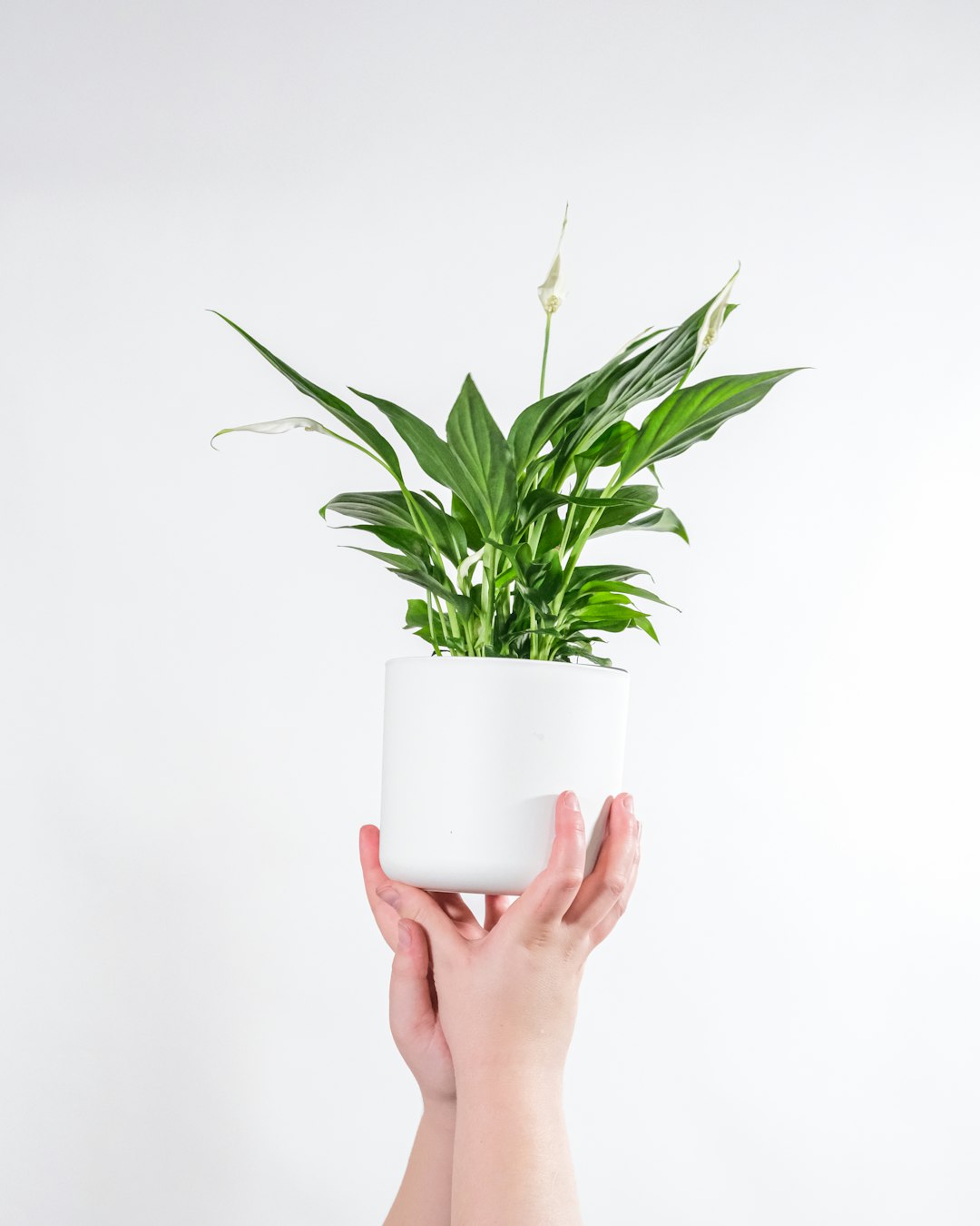 Peace lily in white ceramic pot near a curtained window in morning light