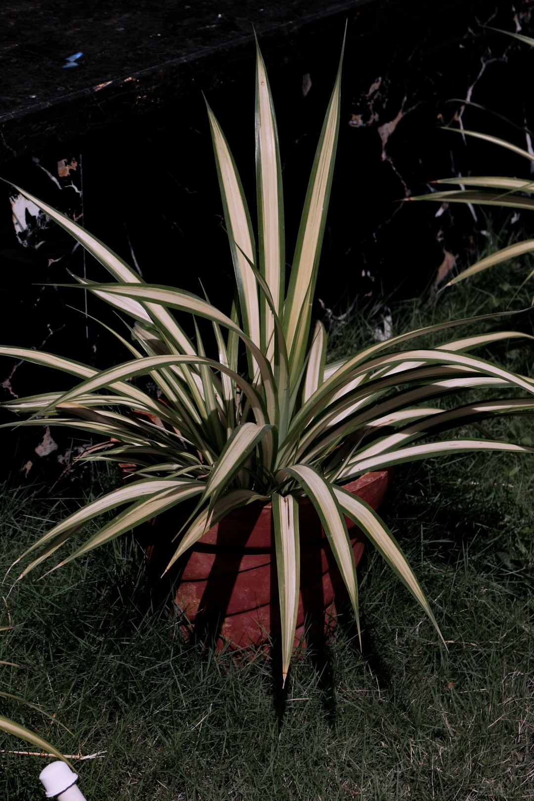 Snake plant in terracotta pot on a sunlit wooden windowsill
