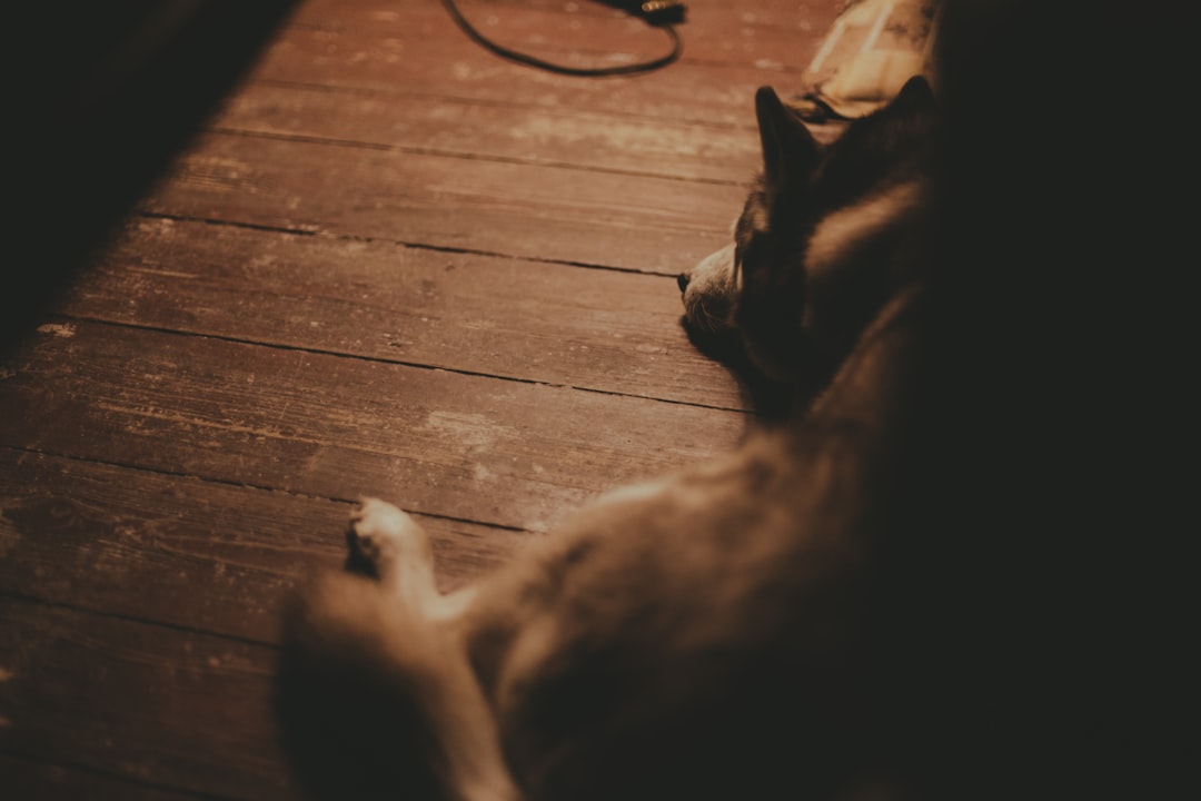 brown dog sitting on owner's feet indoors