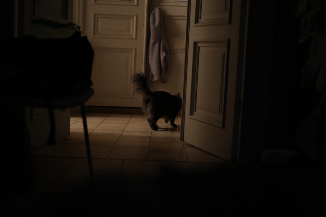 dog sitting on owner's feet in sunlit hallway from above