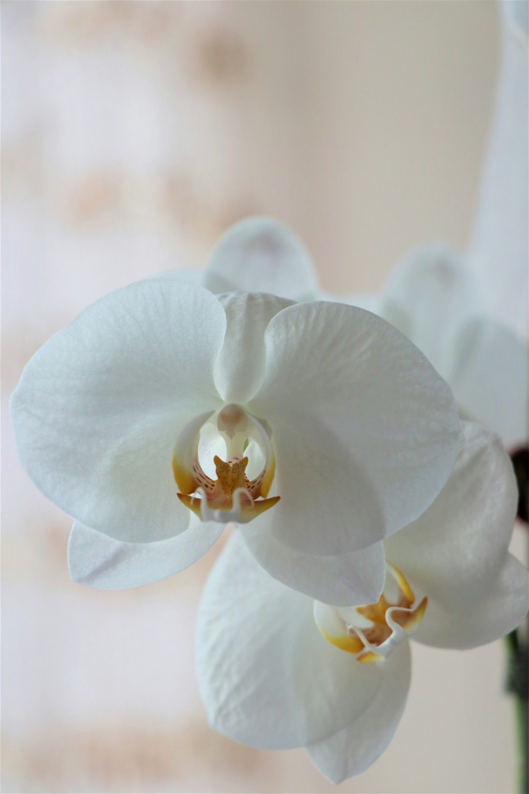 White Phalaenopsis orchid blooming on a sunlit wooden windowsill.