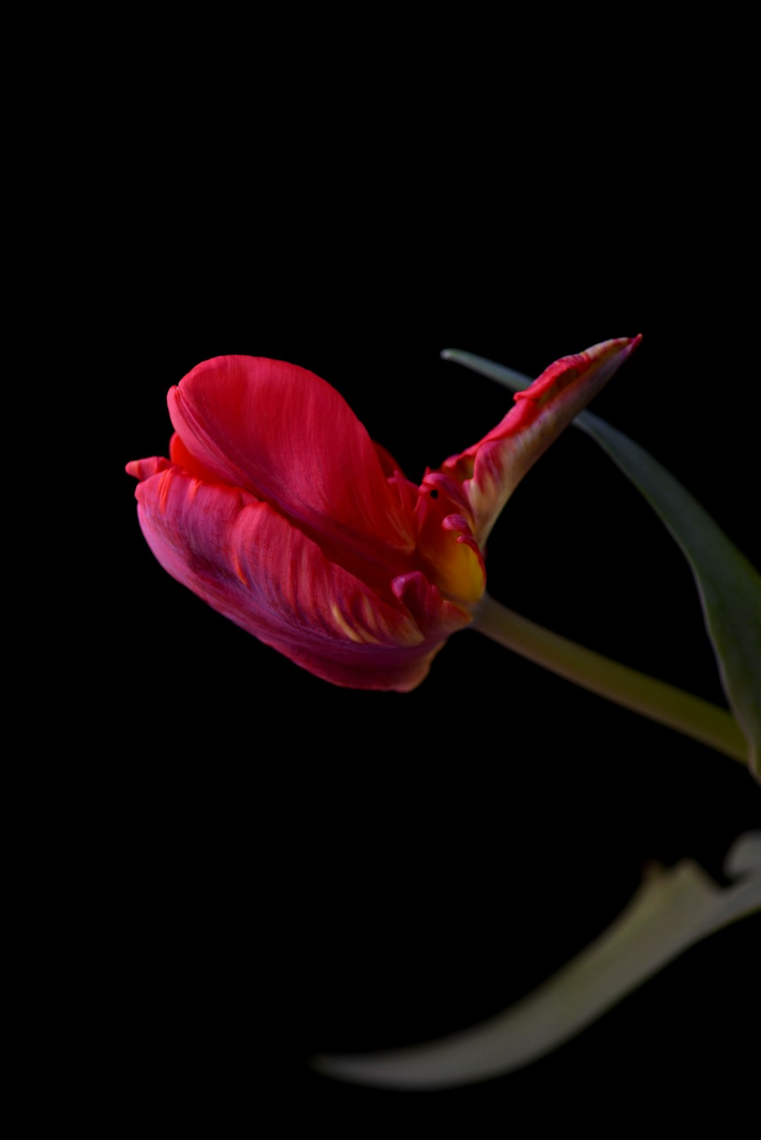 Wilting tulip symbolizing economic bubble collapse