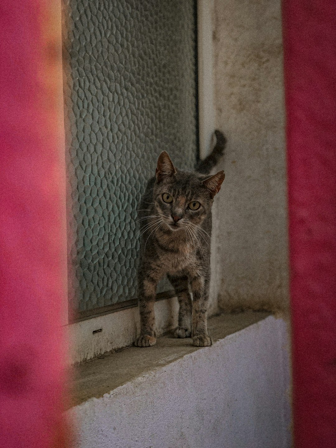 tabby cat rubbing cheek on windowsill in golden light