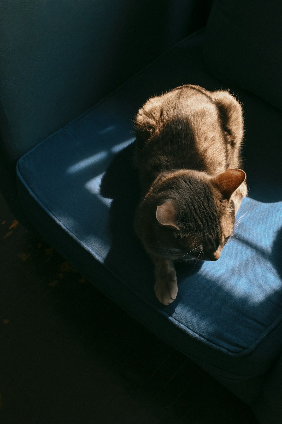 tabby cat rubbing face on wooden chair leg indoors
