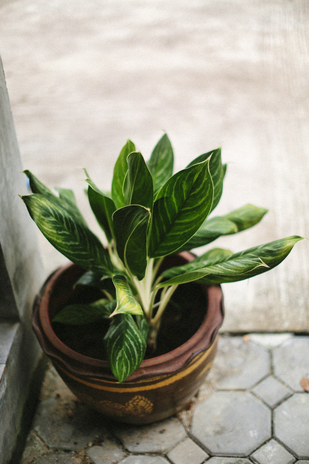 Healthy Calathea ornata in ceramic pot near a soft morning window