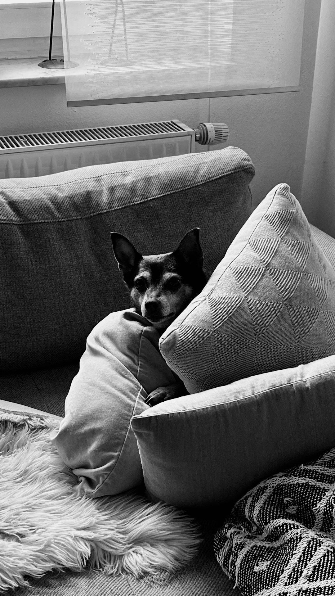 dog curled up on bed in quiet corner, deeply resting