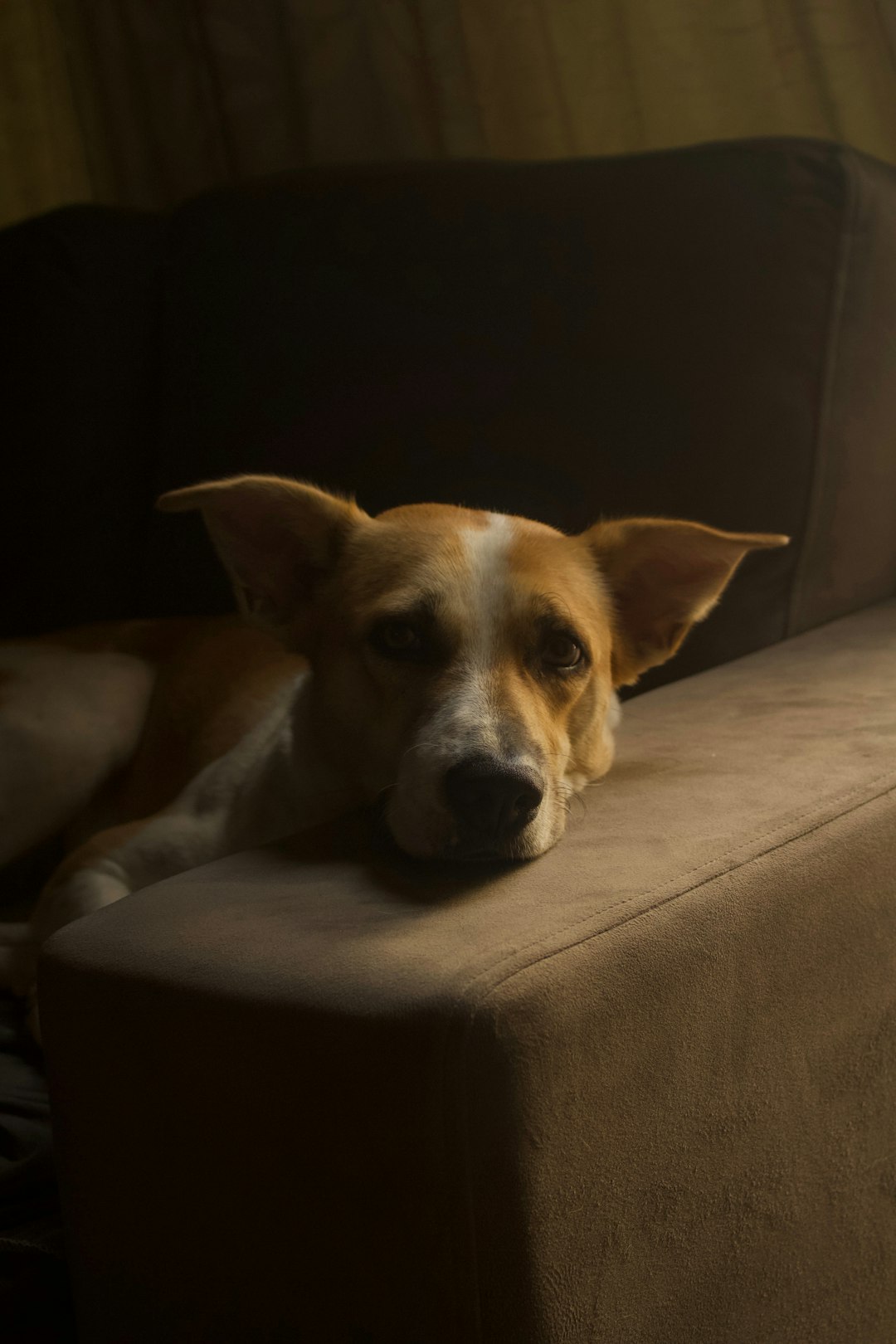 brown dog sighing contentedly while resting on a cozy sofa
