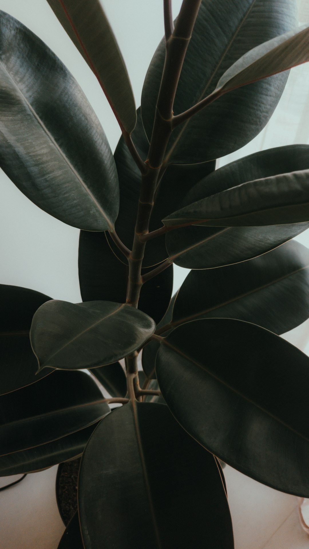 Ficus elastica Burgundy rubber plant near a bright window in a charcoal ceramic pot.