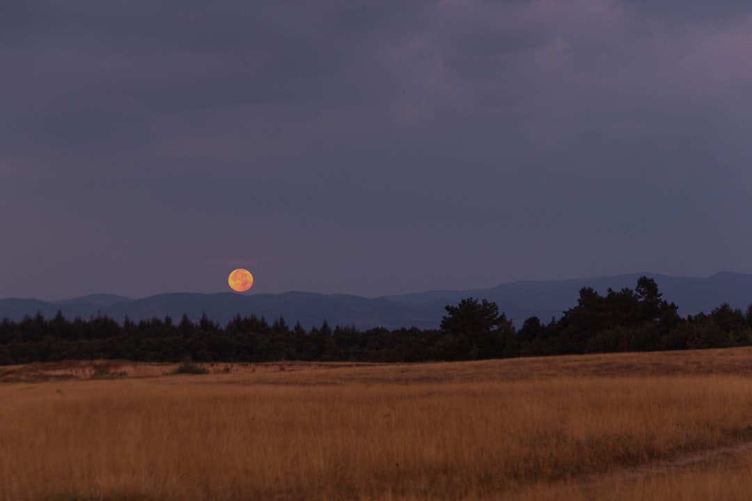 Lua cheia grande e dourada subindo sobre campo florido ao entardecer