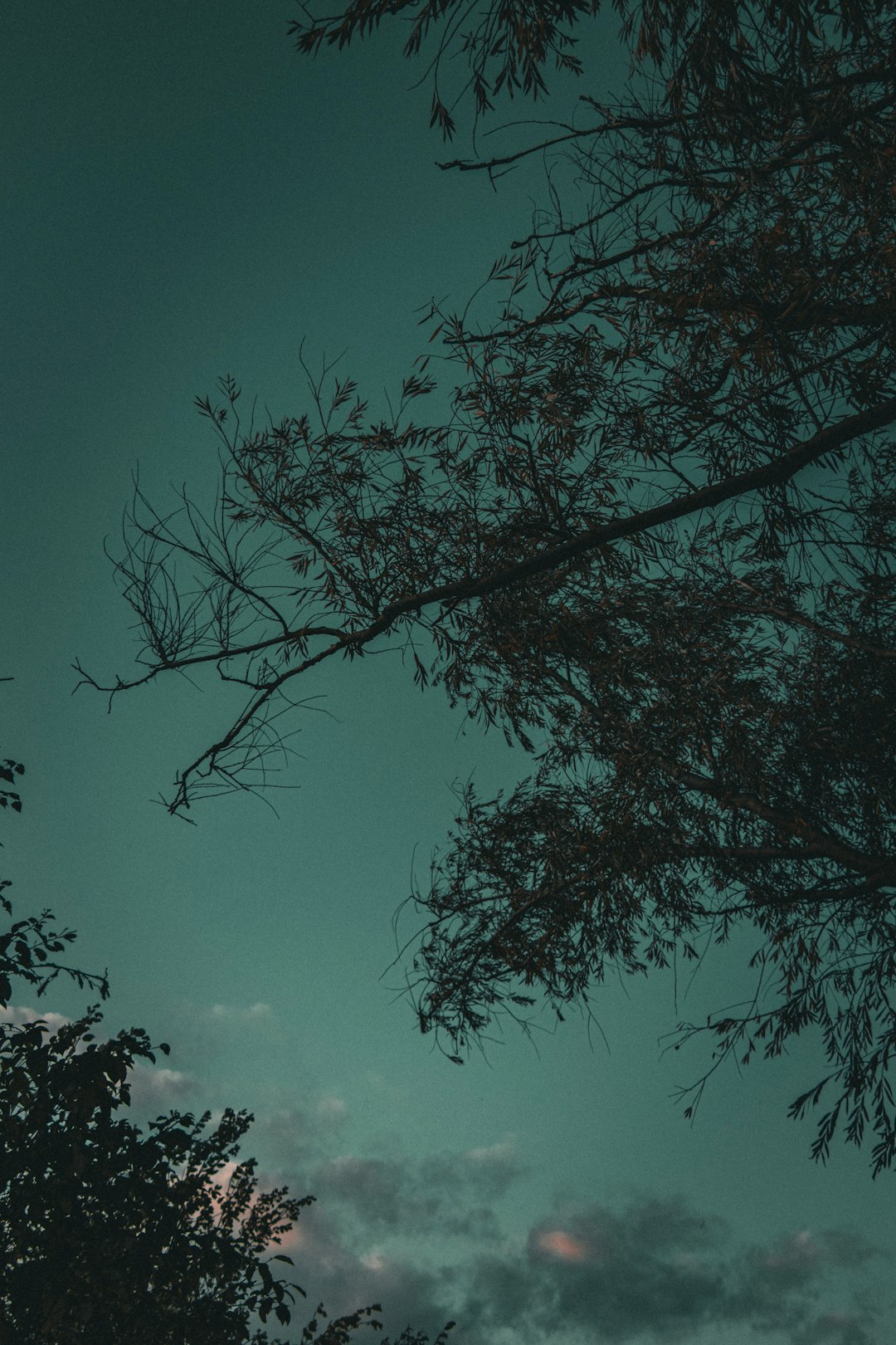 Lua cheia entre árvores ao entardecer refletida em lago