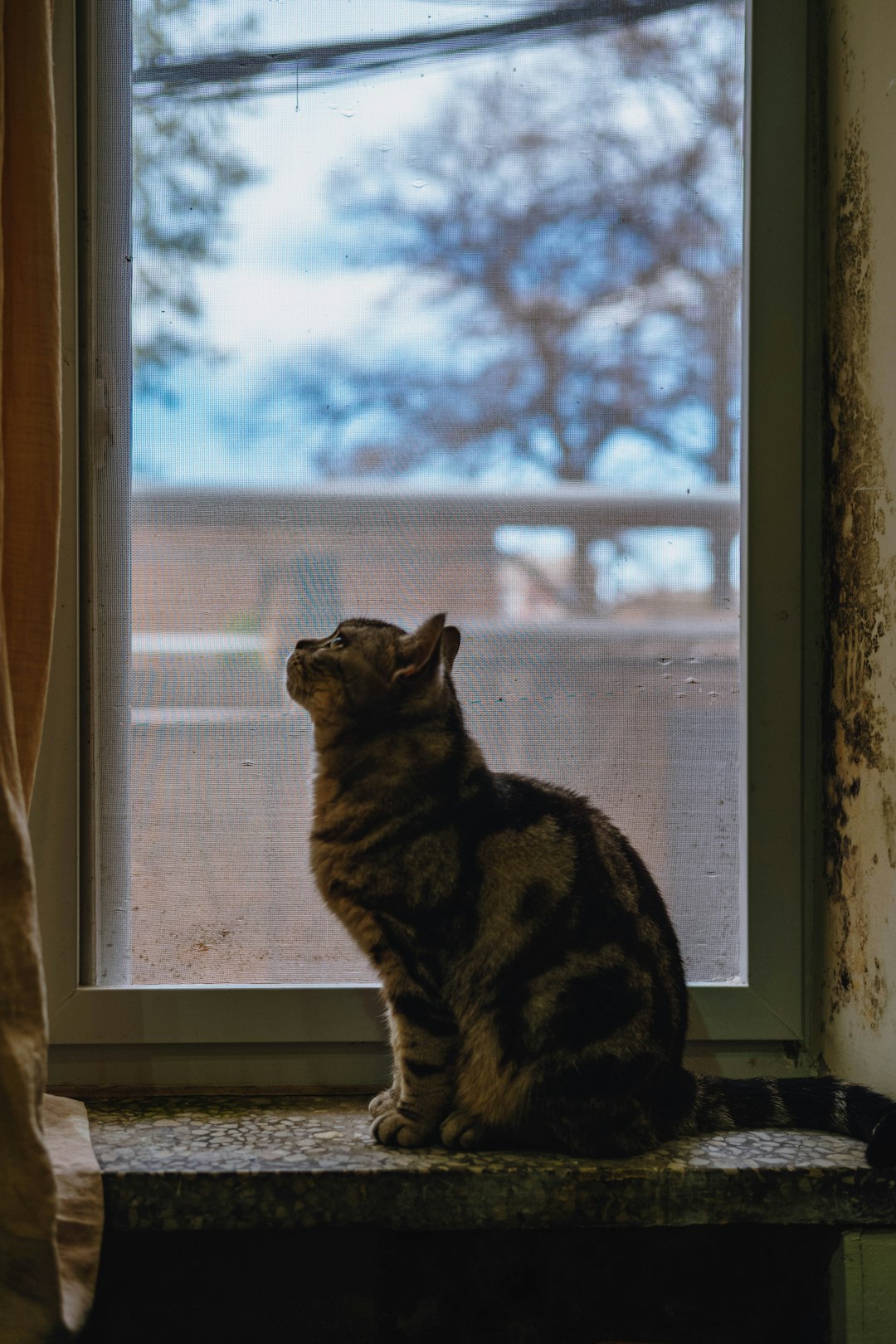 tabby cat on windowsill ignoring owner calling from across room